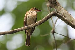 Streaked Flycatcher